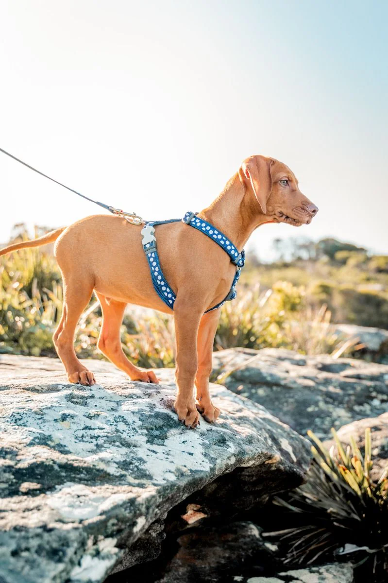 Red Dingo Dog Harness White Spots On Dark Blue - Image 3