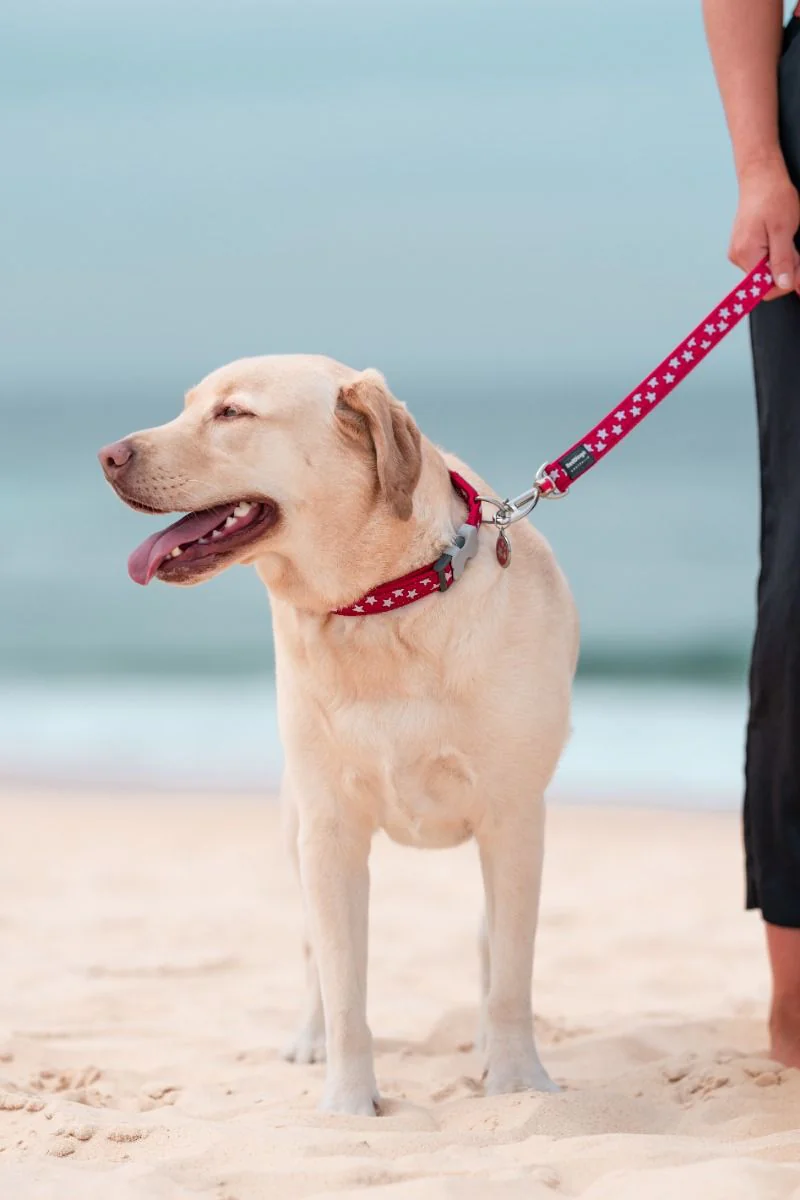 Red Dingo Dog Lead Stars White On Red - Image 3