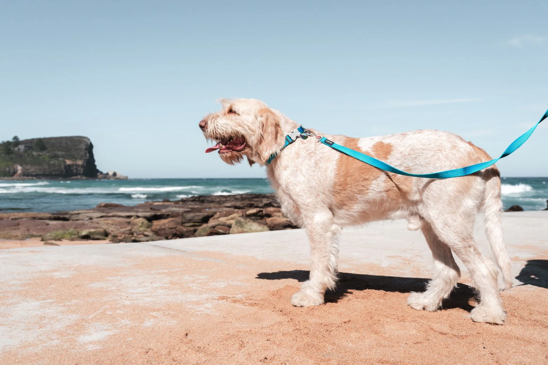 Red Dingo Dog Lead Plain Turquoise - Image 3