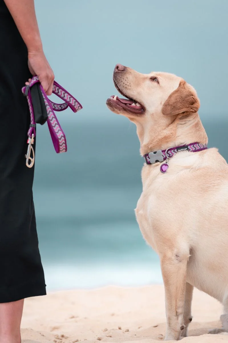 Red Dingo Adjustable Dog Lead Reflective Ziggy Purple - Image 3