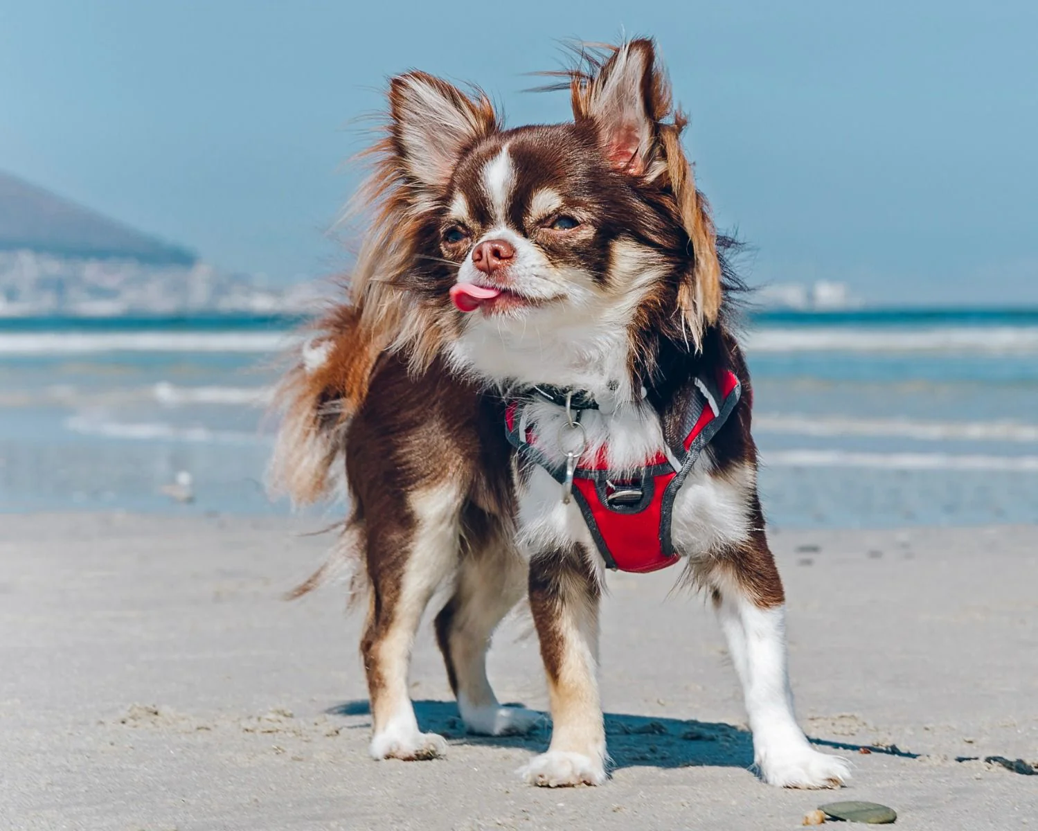 Red Dingo Padded Dog Harness Red - Image 5