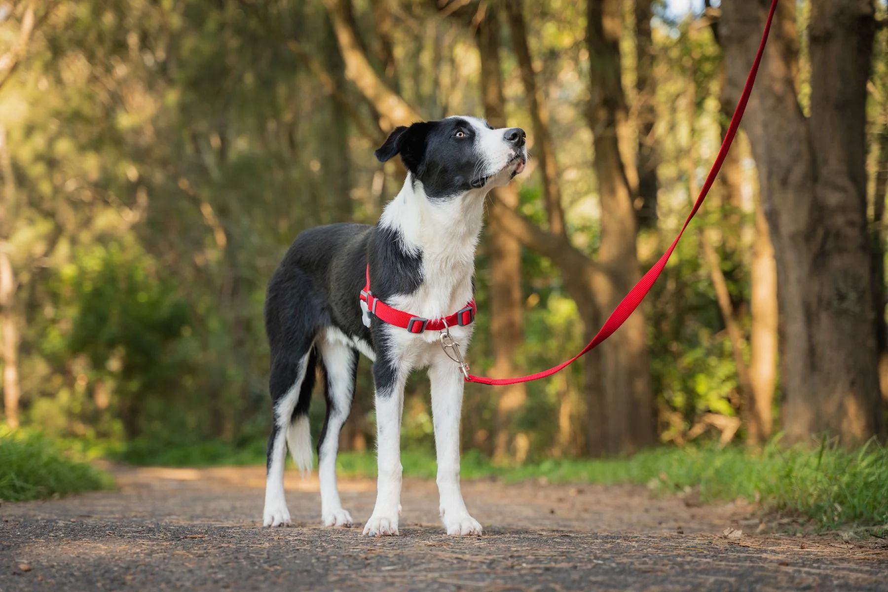 Red Dingo No-Pull Dog Harness Plain Red - Image 3