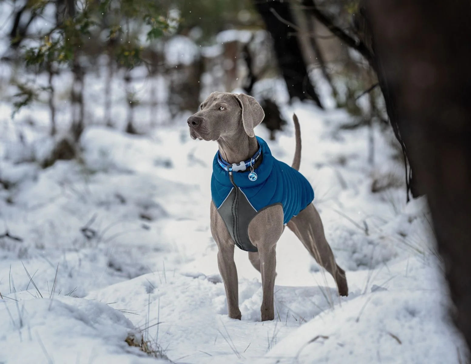 Red Dingo Puffer Jacket Navy/Turquoise - Image 3
