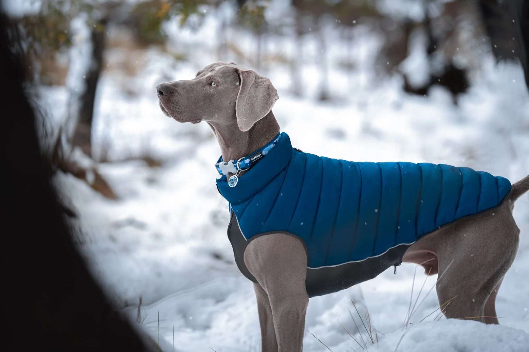 Red Dingo Puffer Jacket Navy/Turquoise - Image 4
