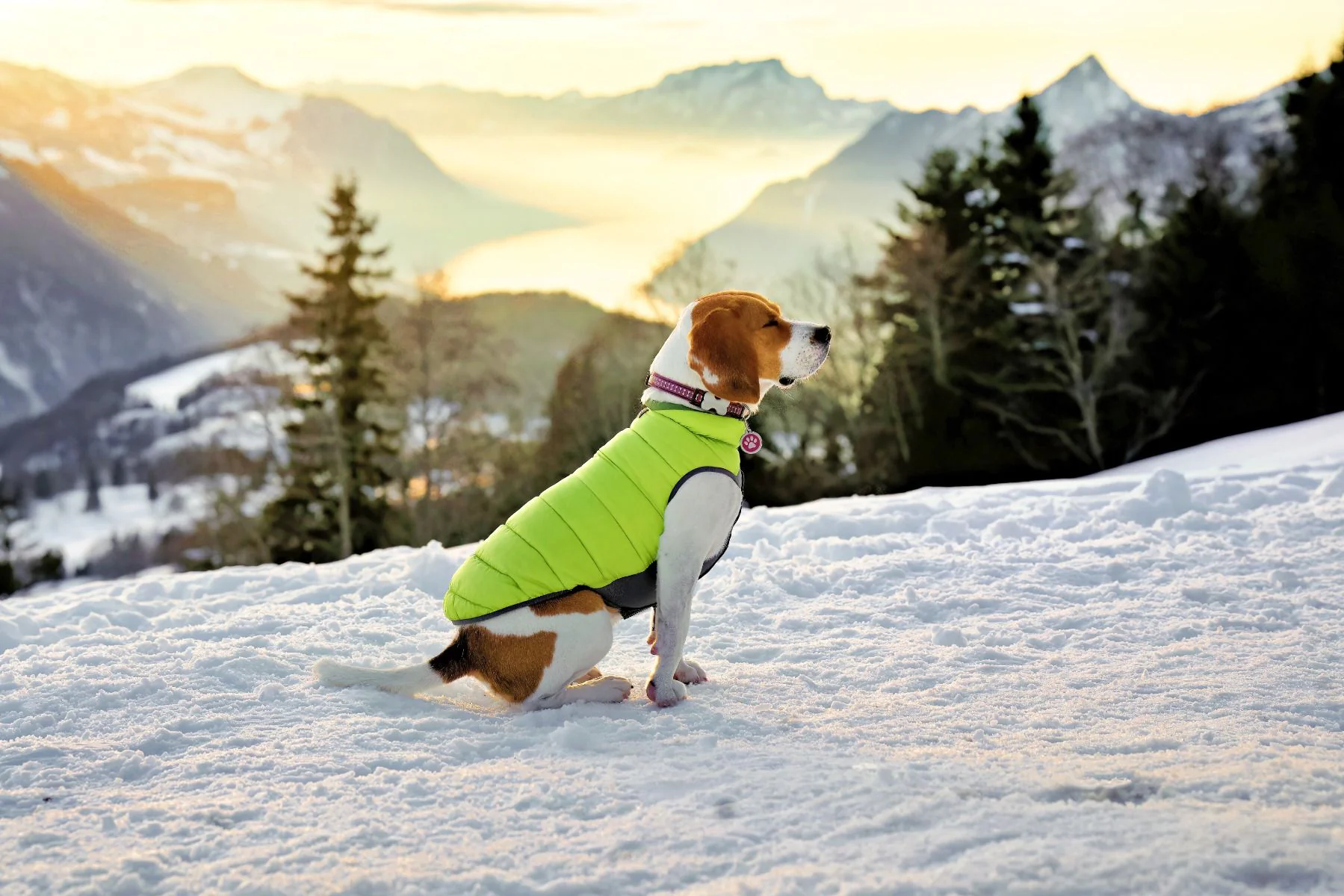 Red Dingo Puffer Jacket Green/Lime - Image 4