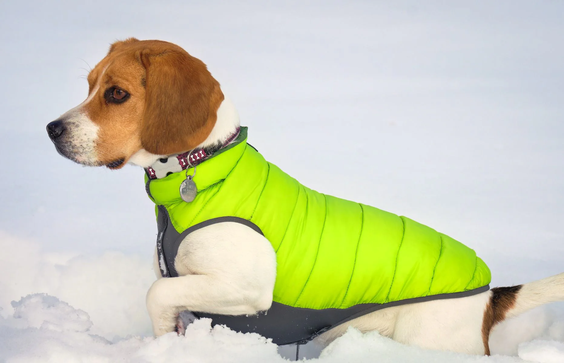 Red Dingo Puffer Jacket Green/Lime - Image 6