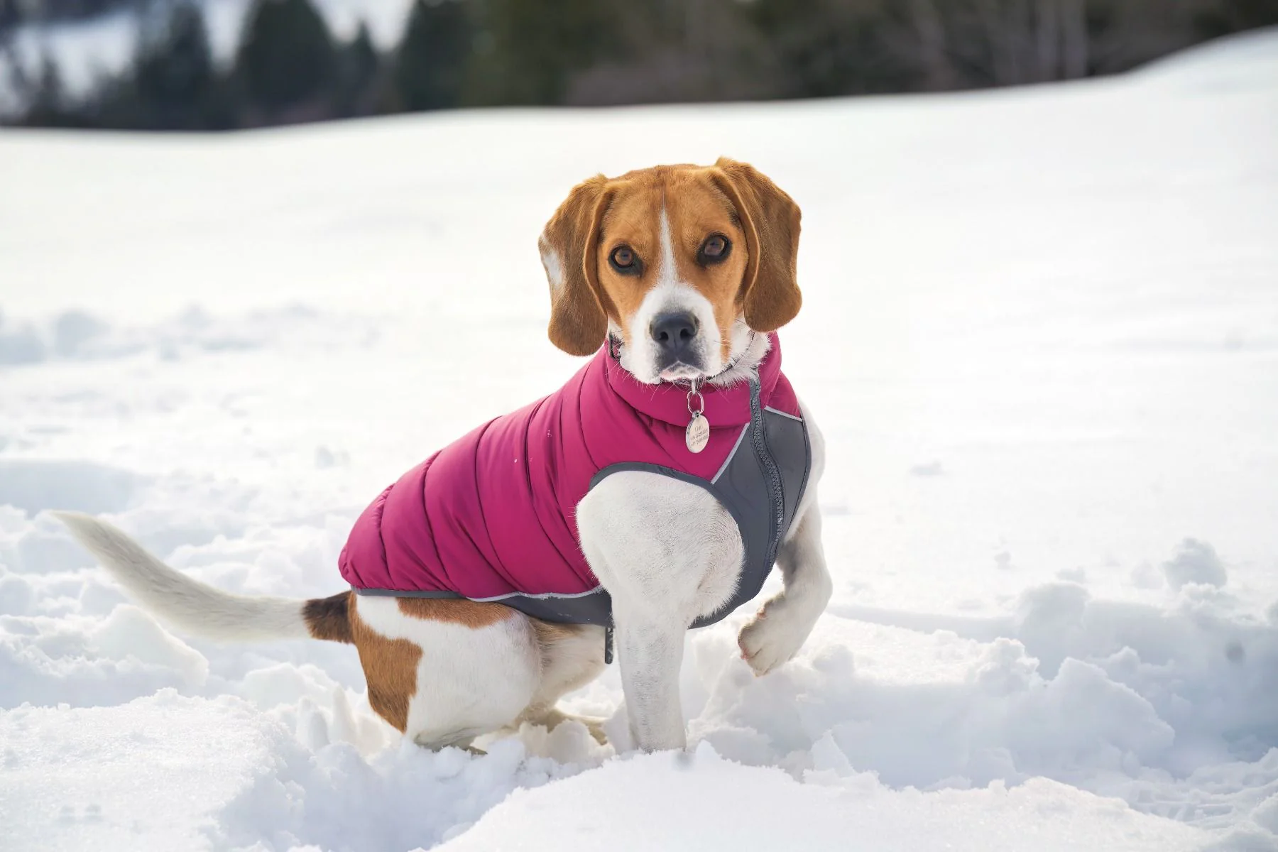 Red Dingo Puffer Jacket Plum/Hot Pink - Image 4