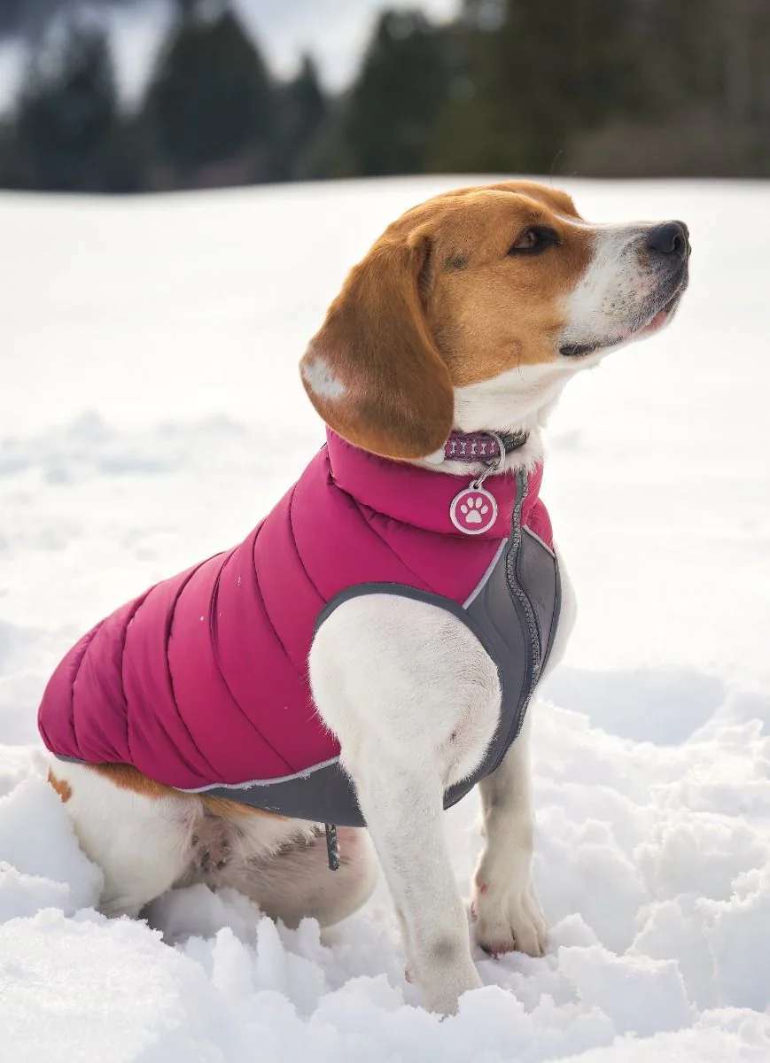 Red Dingo ID Tag Paw Print - Image 4