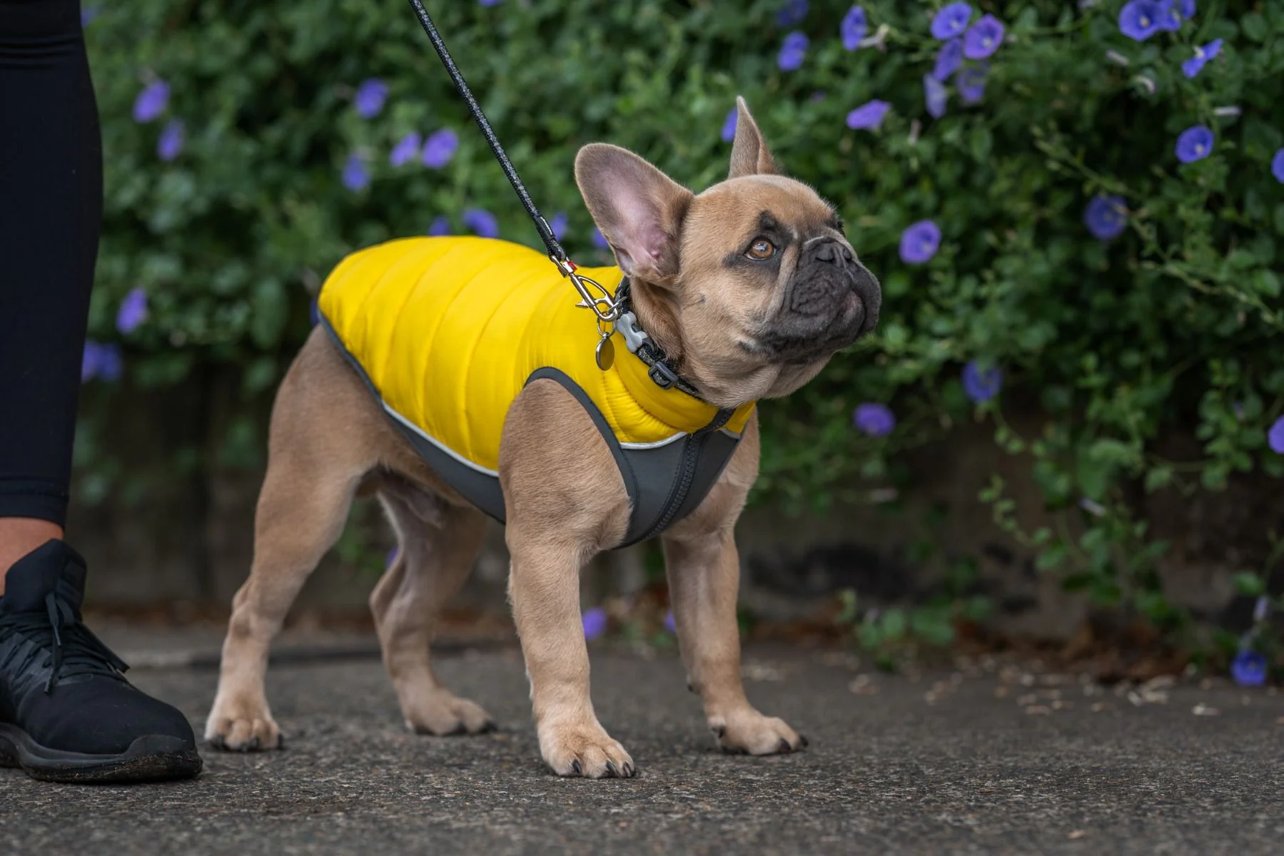 Red Dingo Puffer Jacket Yellow/Grey - Image 3