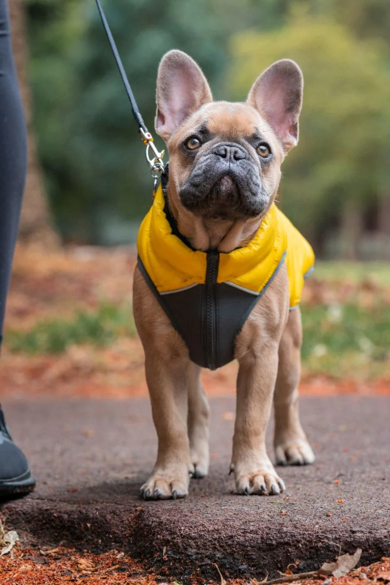 Red Dingo Puffer Jacket Yellow/Grey - Image 4