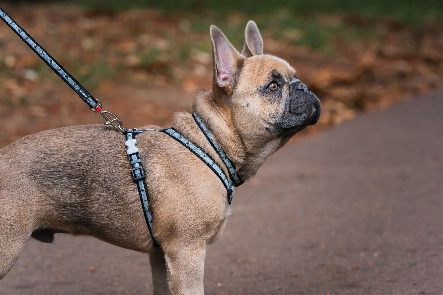 Red Dingo Puppy Kit Bumble Bee Black - Image 3