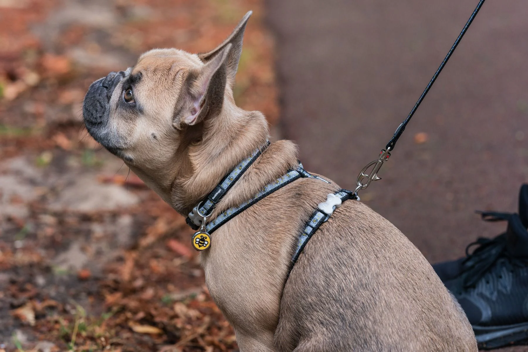 Red Dingo Puppy Kit Bumble Bee Black - Image 4