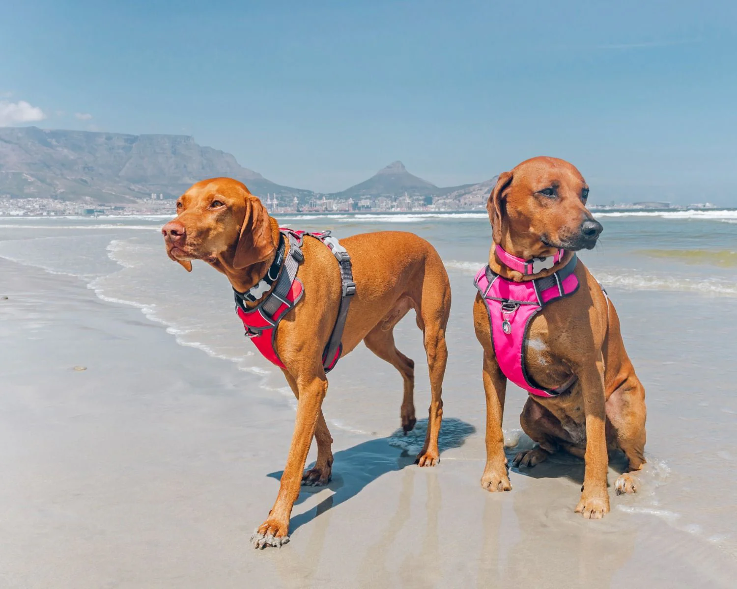 Red Dingo Padded Dog Harness Red - Image 2