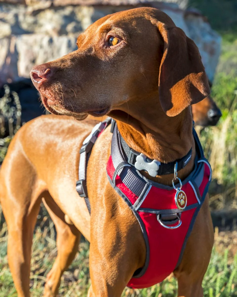 Red Dingo Padded Dog Harness Red - Image 4