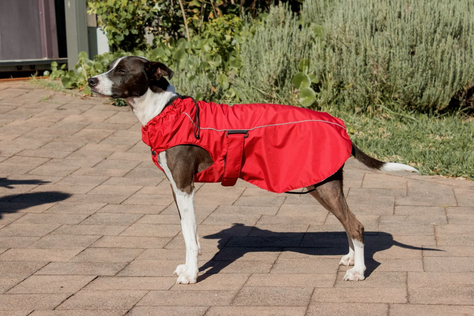 Red Dingo Dog Perfect-Fit Raincoat Red - Image 3